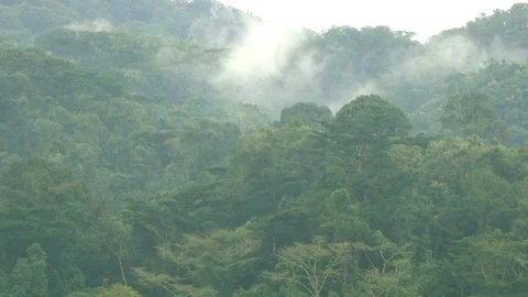 Rainforest in the morning, Uganda Stock Footage 125203474