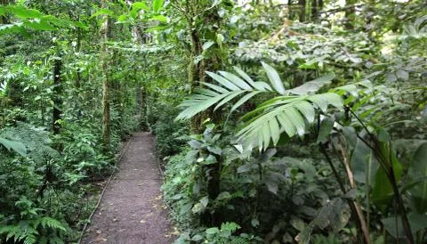 Rainforest in Moteverde Stock Photos