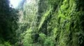 Rainforest Mountains 20110429 153715 HD Footage