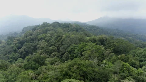 Rainforest mountains in the fog Stock Footage 274722506