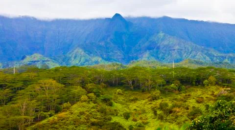 RAINFOREST WITH MOUNTAINS Stock Photos