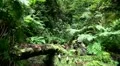 Rainforest nature 20110429 144742 HD Footage