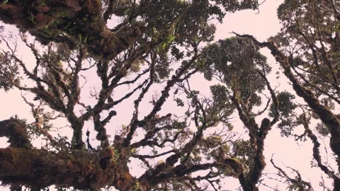 Rainforest near mount pulag, Philippines Stock Footage 312054985