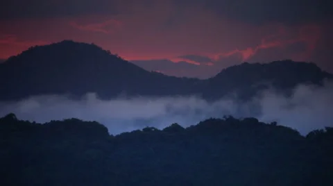 Rainforest nightfall Vidéo 1001709