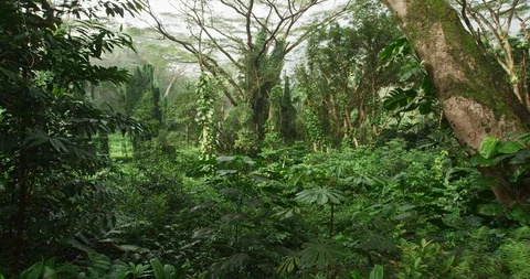 Rainforest on Oahu Hawaii Stock Footage 116358096