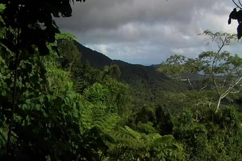Rainforest outlook Stock Footage 353242