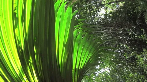 Rainforest Palm With Sun Stock Footage 57676194
