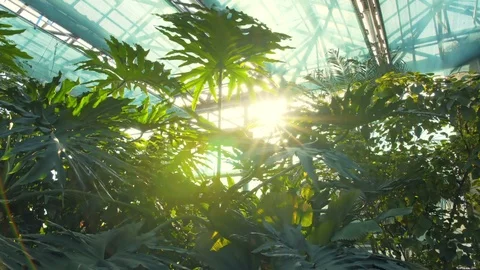 Rainforest Palm Tree and Green Vegetation in the morning Greenhouse Stock Footage 85810595