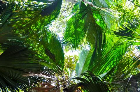 Rainforest palm tree Foto stock