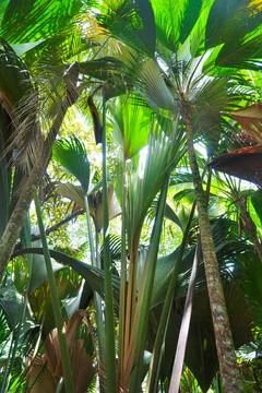 Rainforest palm tree Foto stock