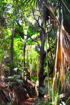 Rainforest palm trees Stock-Fotos