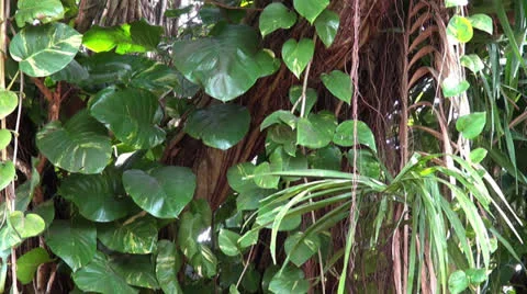 Rainforest pan Stock Footage 22607345