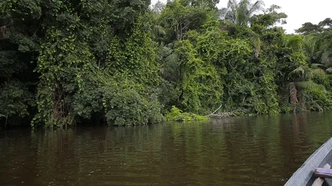 The rainforest of Peru Видео 103044137