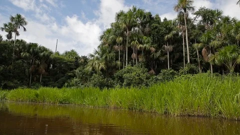 The rainforest of Peru 스톡 동영상 103044431