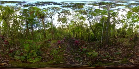 Rainforest in the Philippines. 360-Degre... | Stock Video | Pond5