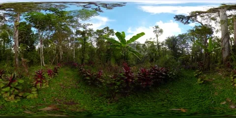 Rainforest in the Philippines. 360-Degree view. Stockbeeldmateriaal 144566216