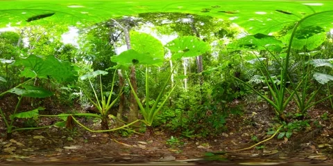 Rainforest in the Philippines. 360-Degree view. Stock Footage 203964016