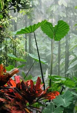 Rainforest Stock Photos