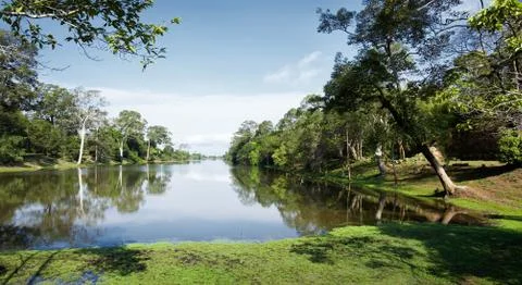 Rainforest Stock Photos