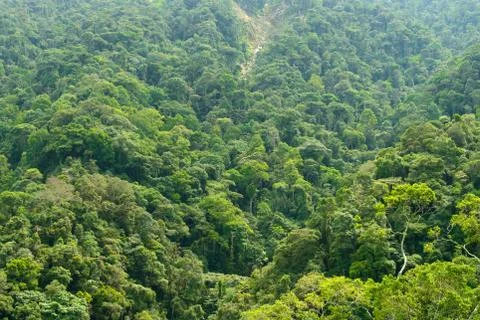 Rainforest Stock Photos