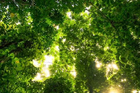 Rainforest Stock Photos