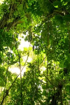 Rainforest Stock Photos