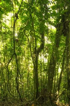Rainforest Stock Photos