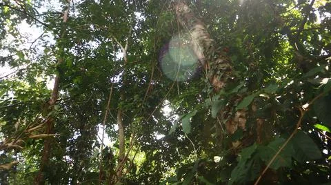 Rainforest 写真素材