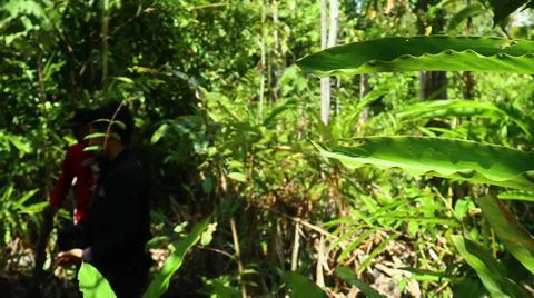 Rainforest 写真素材