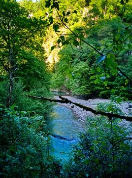 In the rainforest Stock Photos