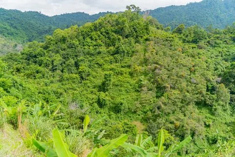 Rainforest. 스톡 사진