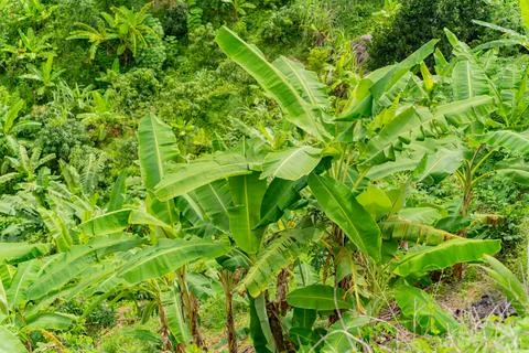 Rainforest. 스톡 사진