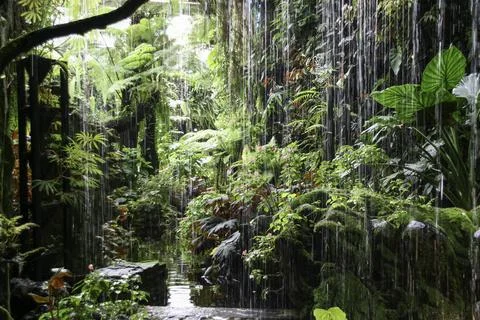 Rainforest Фото