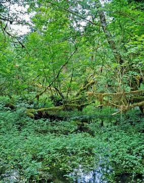 Rainforest Stock Photos