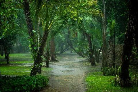 Rainforest Stock Photos