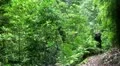 Rainforest Photographer 20110429 160353a HD Footage
