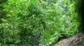 Rainforest Photographer 20110429 160353b HD Footage