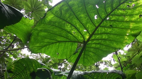 Rainforest plants and leafs from below - Costa Rica jungle 스톡 동영상 61153125