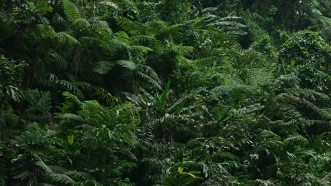 Rainforest Plants Stock Footage