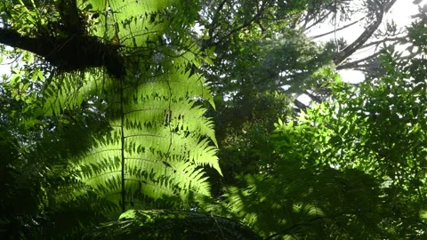 Rainforest plants in the wind in a sunny day in Brazil Stock Footage 283467433