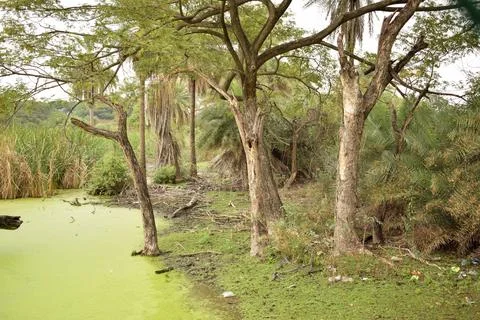 Rainforest with Pond and tree background. Green rain forest jungle with duc.. Foto stock