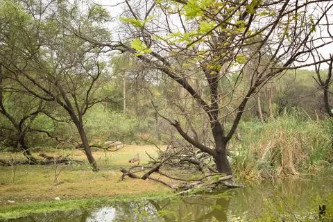 Rainforest with Pond and tree background. Green rain forest jungle with duc.. Foto stock