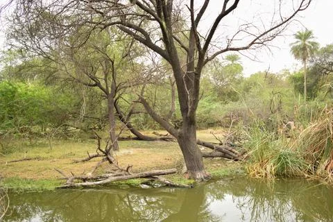 Rainforest with Pond and tree background. Green rain forest jungle with duc.. Stock Photos