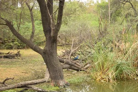 Rainforest with Pond and tree background. Green rain forest jungle with duc.. 스톡 사진