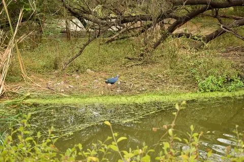 Rainforest with Pond and tree background. Green rain forest jungle with duc.. Stock Photos