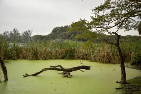 Rainforest with Pond and tree background. Green rain forest jungle with duc.. Stock-Fotos