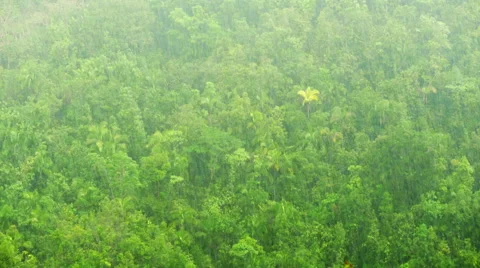 Rainforest in the rain. Stock Footage 58117580