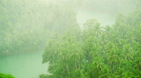Rainforest in the rain. Video stock 58117799
