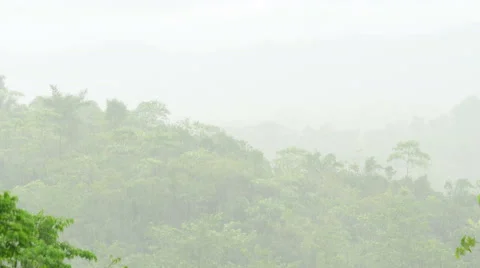 Rainforest in the rain. Video stock 58117990
