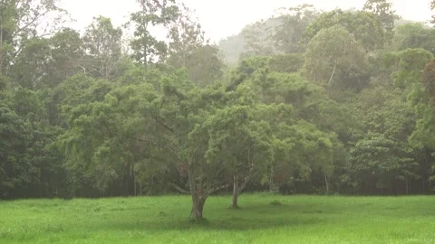 Rainforest rain, Malaysia Stock-Footage 303780372